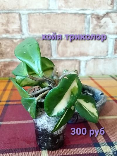 Лот: 18211114. Фото: 1. Хойя триколор 2. Горшечные растения и комнатные цветы