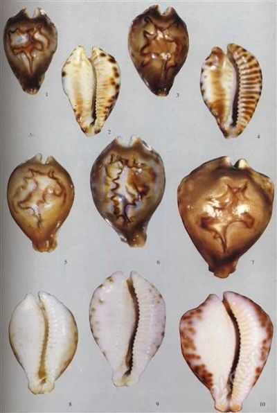 Лот: 2227878. Фото: 1. A Guide to Worldwide Cowries... Другое (литература, книги)