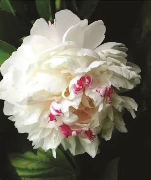 Лот: 19975874. Фото: 1. Пион травянистый Сноу Ред Стар. Садовые цветы