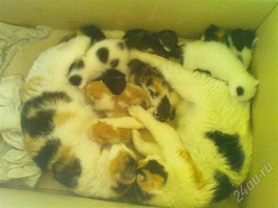 Лот: 397057. Фото: 1. Котята трехцветные. Остальные животные
