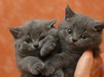 Лот: 2924191. Фото: 1. Британский голубой котенок... Кошки, котята