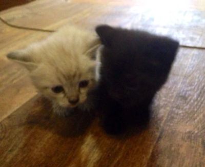 Лот: 5274956. Фото: 1. Отдам котят в хорошие руки. Кошки, котята