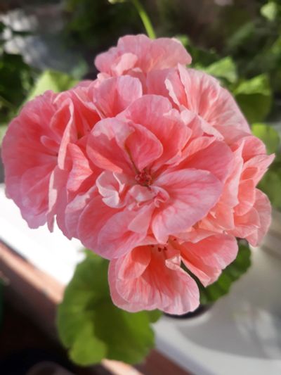 Лот: 18950300. Фото: 1. Пеларгония Marbacka Rose. Горшечные растения и комнатные цветы