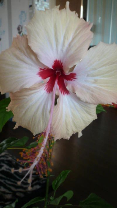Лот: 9533096. Фото: 1. Гибискус "Гавайский" - большой... Горшечные растения и комнатные цветы