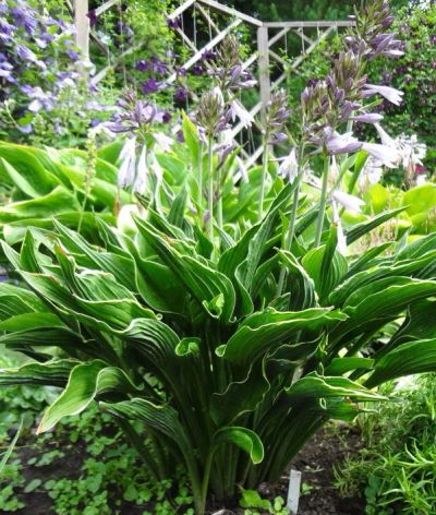 Лот: 9779113. Фото: 1. хоста "Прэйинг Хэндс" (Hosta Praying... Садовые цветы