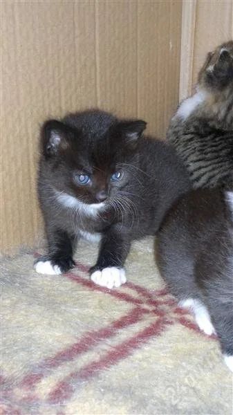 Лот: 2749000. Фото: 1. Отдам котят в хорошие руки. Кошки, котята