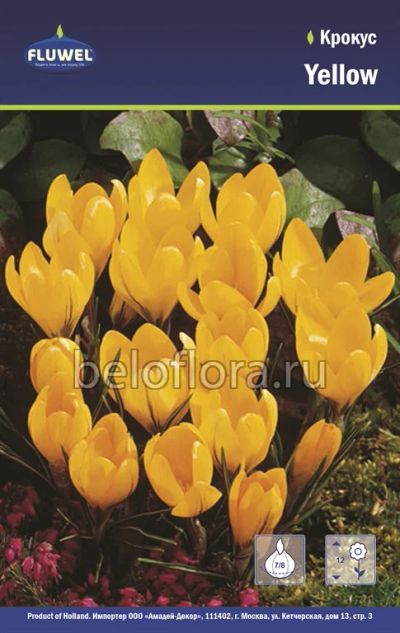 Лот: 6195753. Фото: 1. Крокус Yellow. Луковица. Другое (семена, рассада, садовые растения)