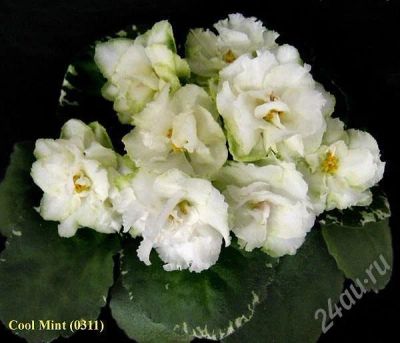 Лот: 545964. Фото: 1. Фиалка сорта Cool Mint (Кул Минт... Горшечные растения и комнатные цветы