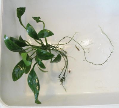 Лот: 10703555. Фото: 1. анубиас маленький кустик. Водные растения
