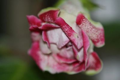 Лот: 3175664. Фото: 1. Глоксиния 26. Горшечные растения и комнатные цветы