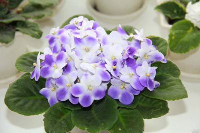 Лот: 13463968. Фото: 1. Фиалка Валеска Блю Valeska Blue... Горшечные растения и комнатные цветы