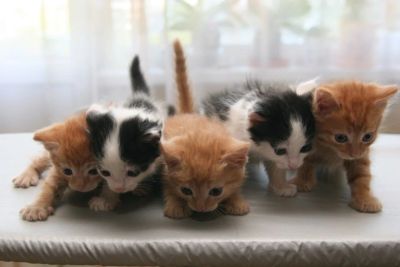 Лот: 12538037. Фото: 1. Котята, чудные и очень забавные... Кошки, котята