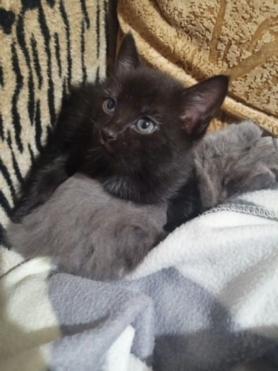 Лот: 15673495. Фото: 1. Чёрный котик. Кошки, котята