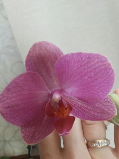 Лот: 15947865. Фото: 1. Орхидея фаленопсис 4,отцветает... Горшечные растения и комнатные цветы