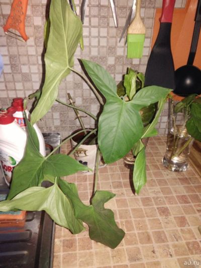 Лот: 13131758. Фото: 1. Сингониум растение с корнем. Горшечные растения и комнатные цветы