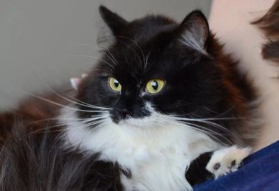Лот: 6780807. Фото: 1. Нежная кошечка в хорошие руки. Кошки, котята