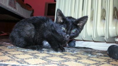 Лот: 4482362. Фото: 1. Отдам котенка. Кошки, котята
