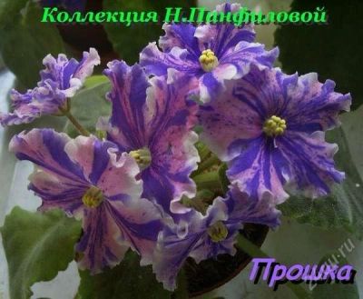 Лот: 1950113. Фото: 1. фиалка прошка. Горшечные растения и комнатные цветы