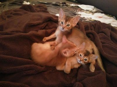 Лот: 9960243. Фото: 1. Абиссинские малыши. Кошки, котята