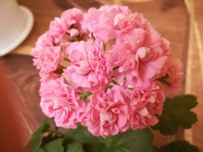 Лот: 13916888. Фото: 1. Swanland/Australian Pink Rosebud... Горшечные растения и комнатные цветы