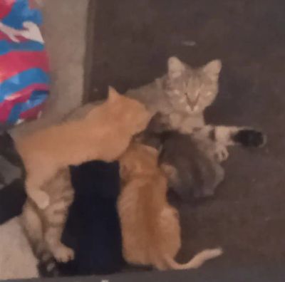 Лот: 25674419. Фото: 1. Отдам котят даром. Кошки, котята