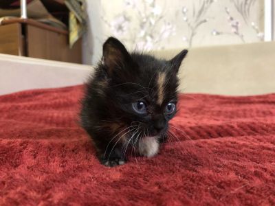 Лот: 17052684. Фото: 1. Котёнок. Кошки, котята