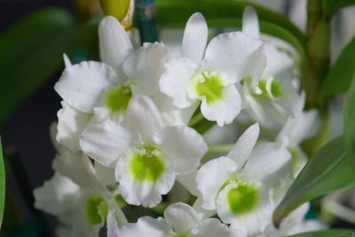 Лот: 9842987. Фото: 1. Орхидея Dendrobium "Spring Dream... Горшечные растения и комнатные цветы