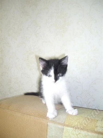 Лот: 391369. Фото: 1. Отдам хорошенького котенка. Остальные животные