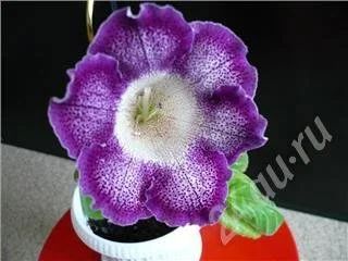 Лот: 461817. Фото: 1. Глоксиния. Горшечные растения и комнатные цветы