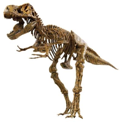 Лот: 6746664. Фото: 1. Набор скелет динозавра 91см. EDU-TOYS. Археология
