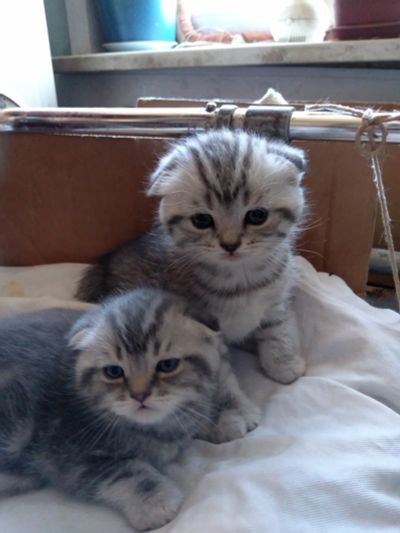 Лот: 11651122. Фото: 1. Котята шотландцы. Кошки, котята