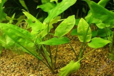Лот: 2837056. Фото: 1. криптокарина шикарный куст. Водные растения
