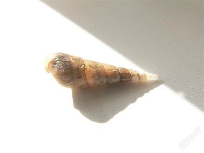 Лот: 1513020. Фото: 1. улитки Melanoides tuberculata... Моллюски, ракообразные, кораллы