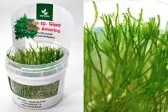 Лот: 21985824. Фото: 1. ✅Меристемное растение Moss sp... Водные растения