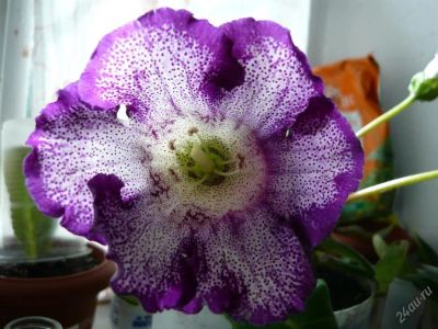 Лот: 103083. Фото: 1. Глоксиния "Тигрина Виолет". Горшечные растения и комнатные цветы