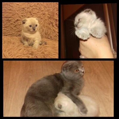 Лот: 9760156. Фото: 1. Котенок (девочка) шотландская... Кошки, котята