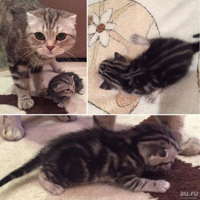 Лот: 8945656. Фото: 1. Котенок шотландская девочка (черный... Кошки, котята