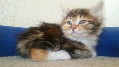 Лот: 10375059. Фото: 1. Котята курильского бобтейла. Кошки, котята