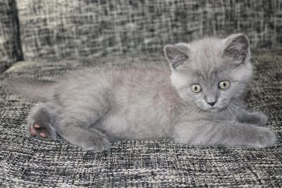 Лот: 9851596. Фото: 1. британец. Кошки, котята
