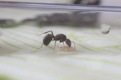 Лот: 7575551. Фото: 1. Муравей дома! Camponotus Nicobaresis. Остальные животные