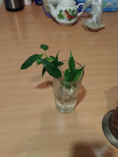 Лот: 12117315. Фото: 1. Растение фикус Бенджамина 4 отростка... Горшечные растения и комнатные цветы
