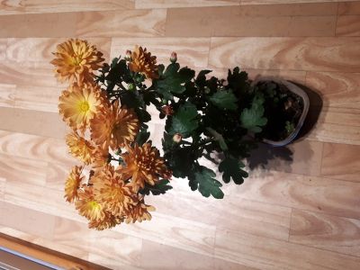 Лот: 14717181. Фото: 1. Хризантема. Садовые цветы
