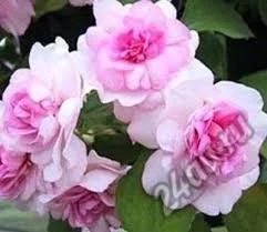 Лот: 11549976. Фото: 1. Бальзамин Apple Blossom, молодое... Горшечные растения и комнатные цветы