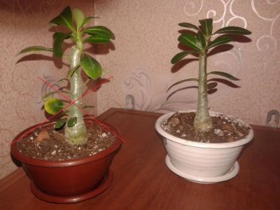 Лот: 2135062. Фото: 1. годовалый сеянц сортов " Adenium... Горшечные растения и комнатные цветы