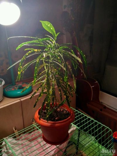Лот: 10743443. Фото: 1. Кротон. Горшечные растения и комнатные цветы