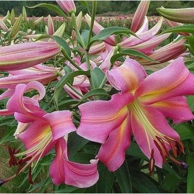 Лот: 12329102. Фото: 1. лилия корзини Lilium Corsini. Садовые цветы