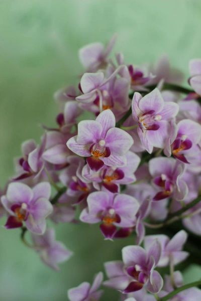 Лот: 9661572. Фото: 1. Орхидея фаленопсис (детка). Горшечные растения и комнатные цветы