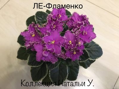 Лот: 15390392. Фото: 1. Фиалка ЛЕ-Фламенко (лист). Горшечные растения и комнатные цветы