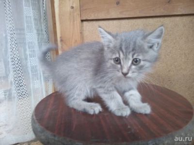 Лот: 9998330. Фото: 1. Котики ищут дом и любящих хозяев. Кошки, котята