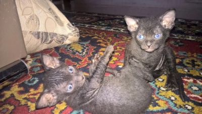 Лот: 6600623. Фото: 1. Голубоглазые малыши донского сфинкса. Кошки, котята